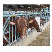 Rubber Flooring Dairy Cow Mats 12mm/17mm